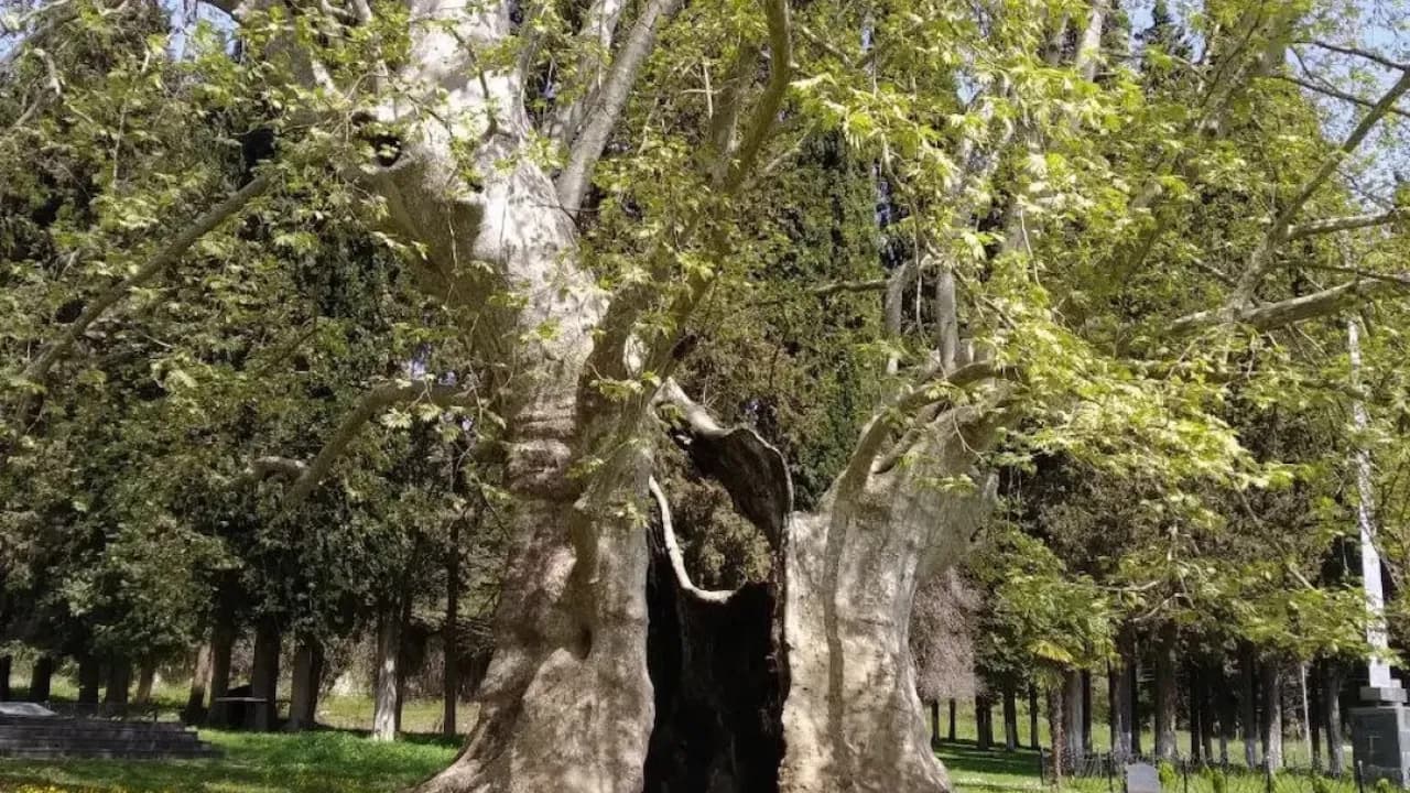 Изображение услуги1