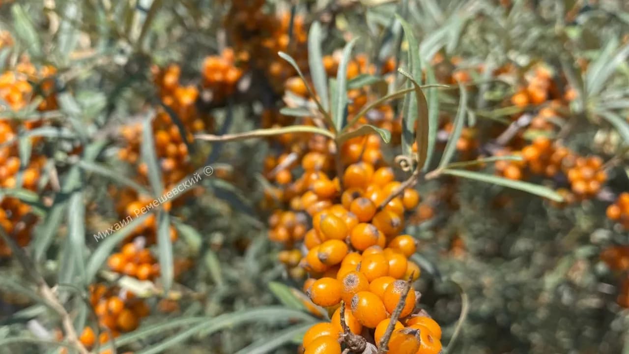 Изображение услуги5