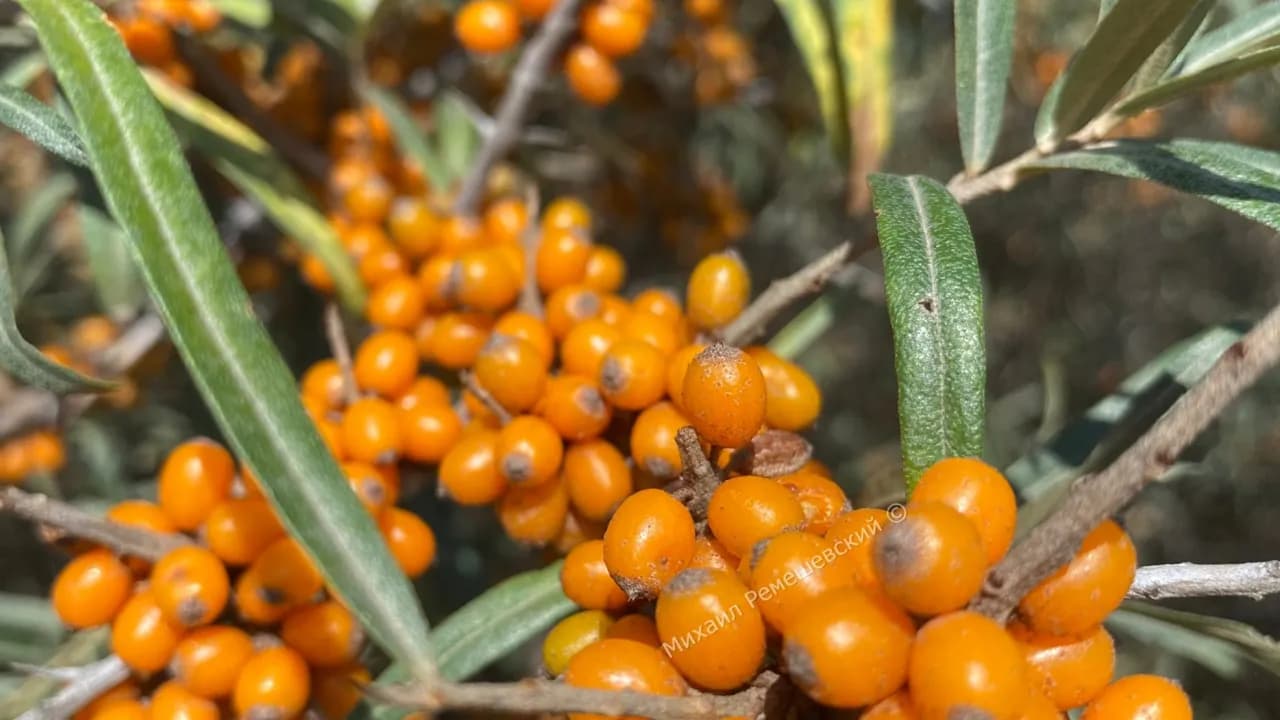 Изображение услуги6