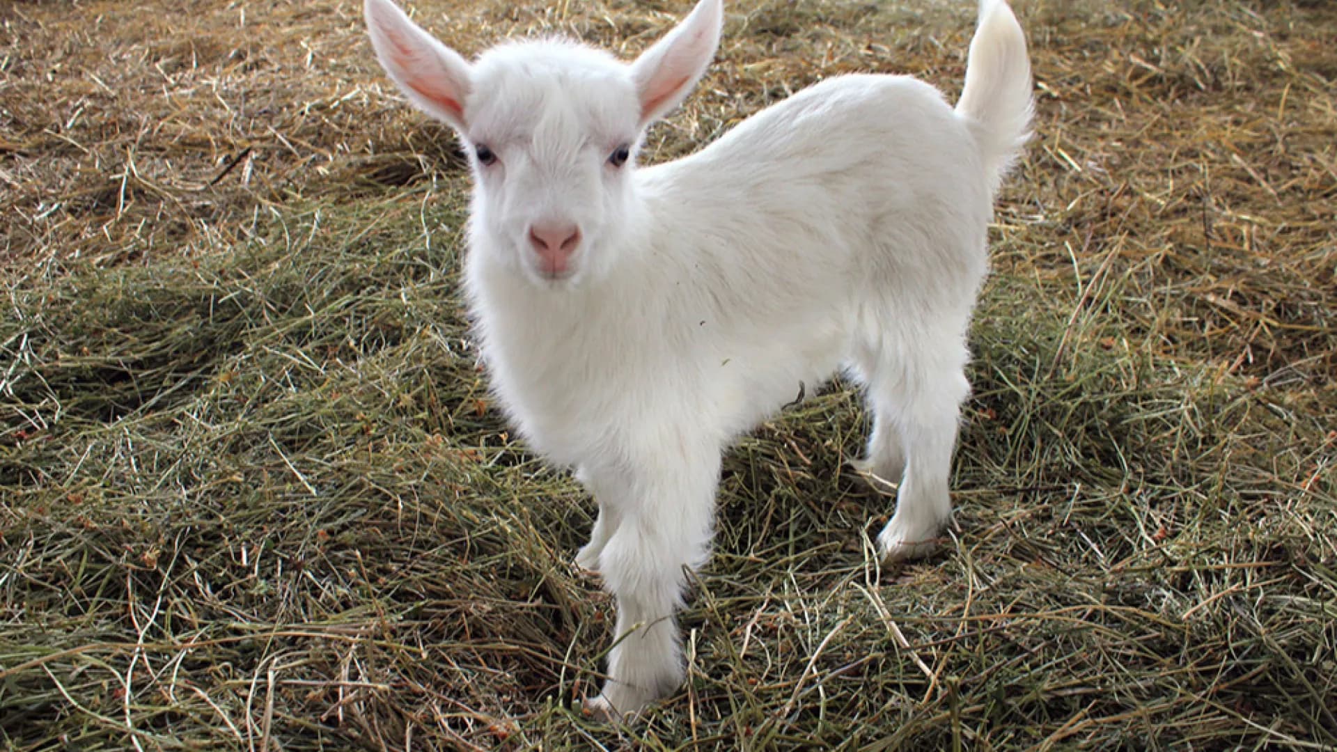 Изображение услуги6