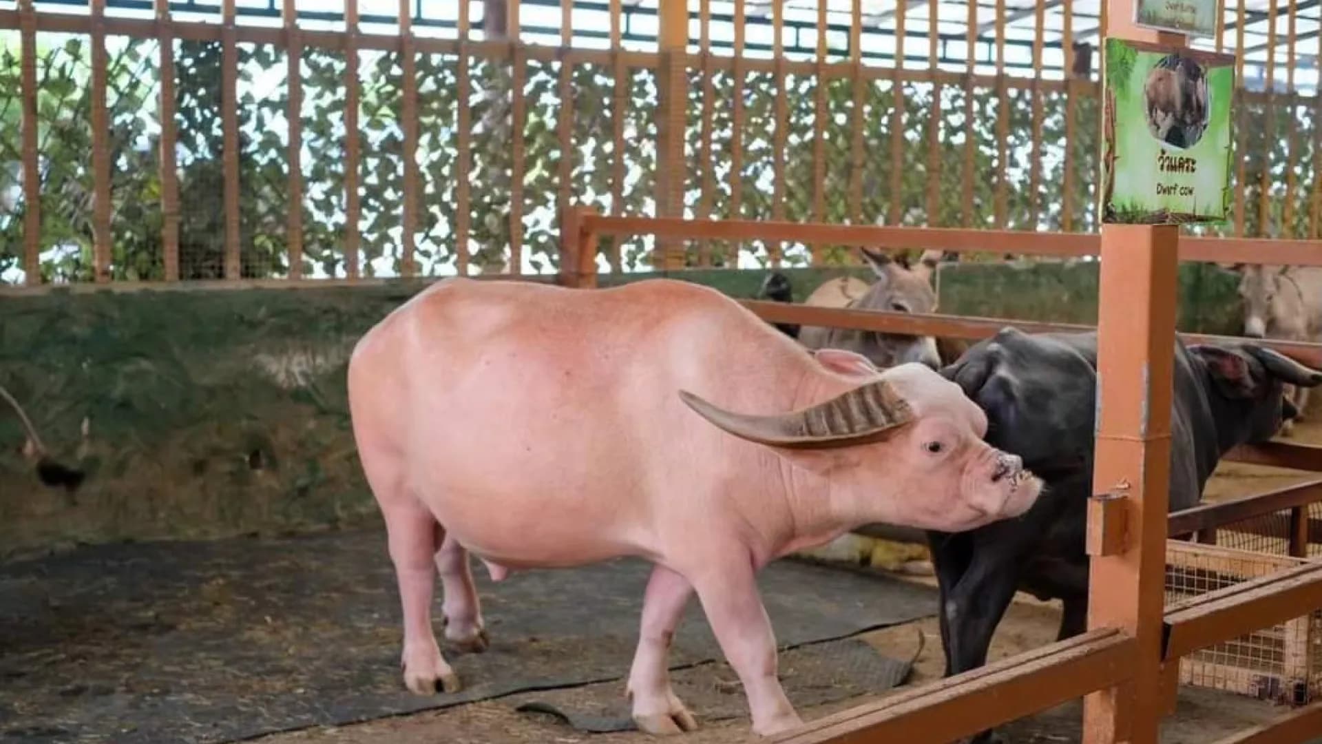 Изображение услуги10