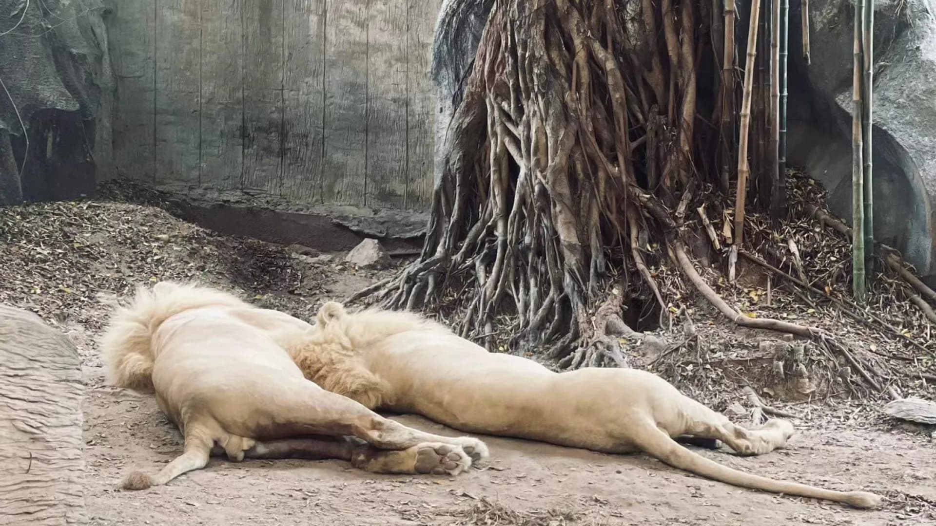 Изображение услуги13