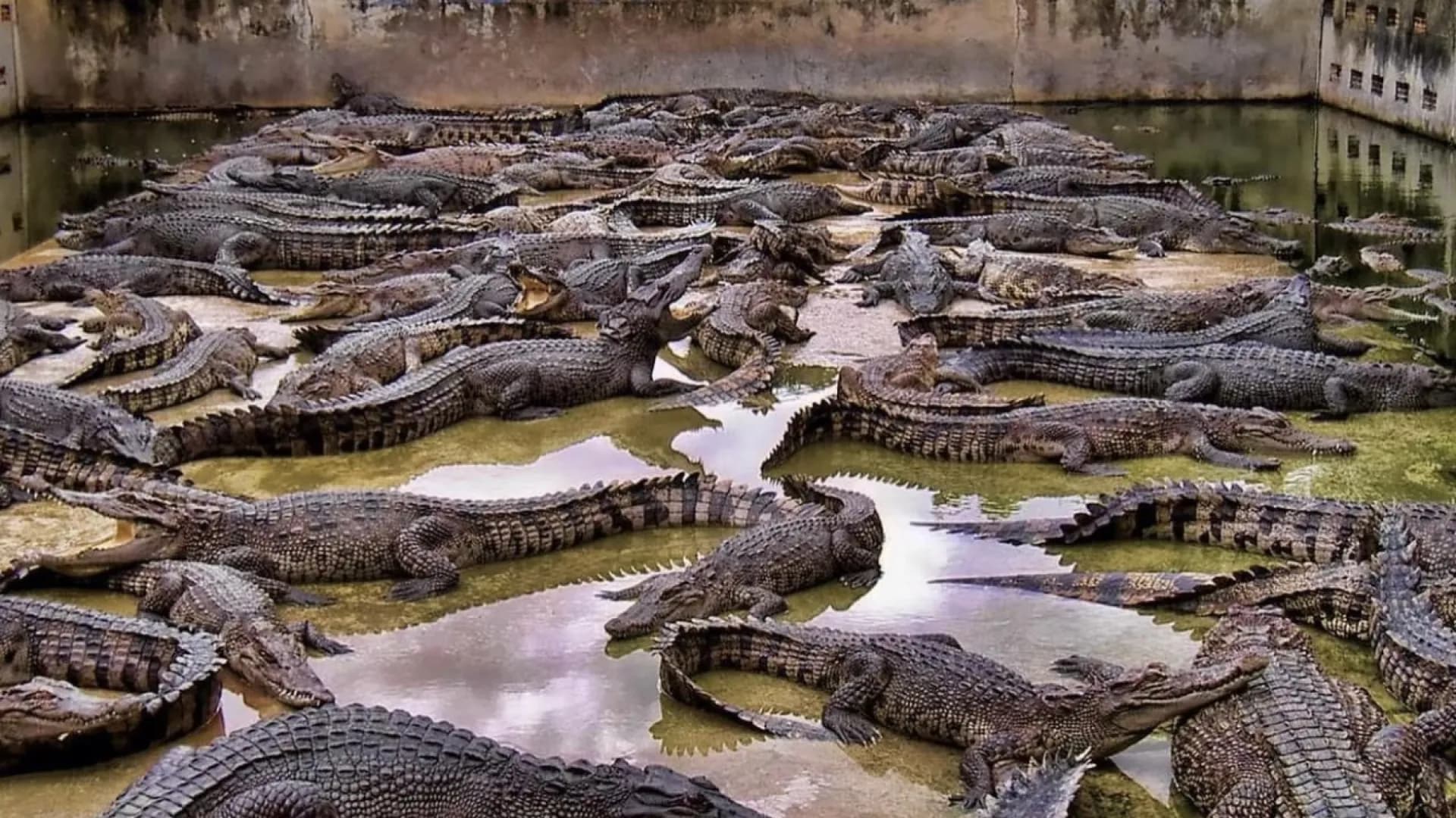 Трансфер на Крокодиловую ферму в Паттайе: шоу укротителей и мини-зоопарк из Паттайи