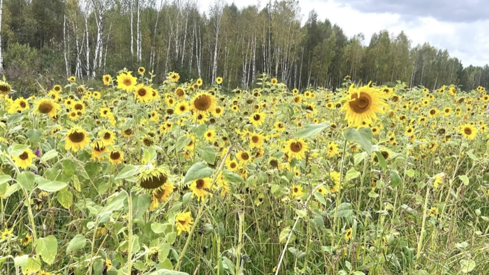 Изображение услуги5