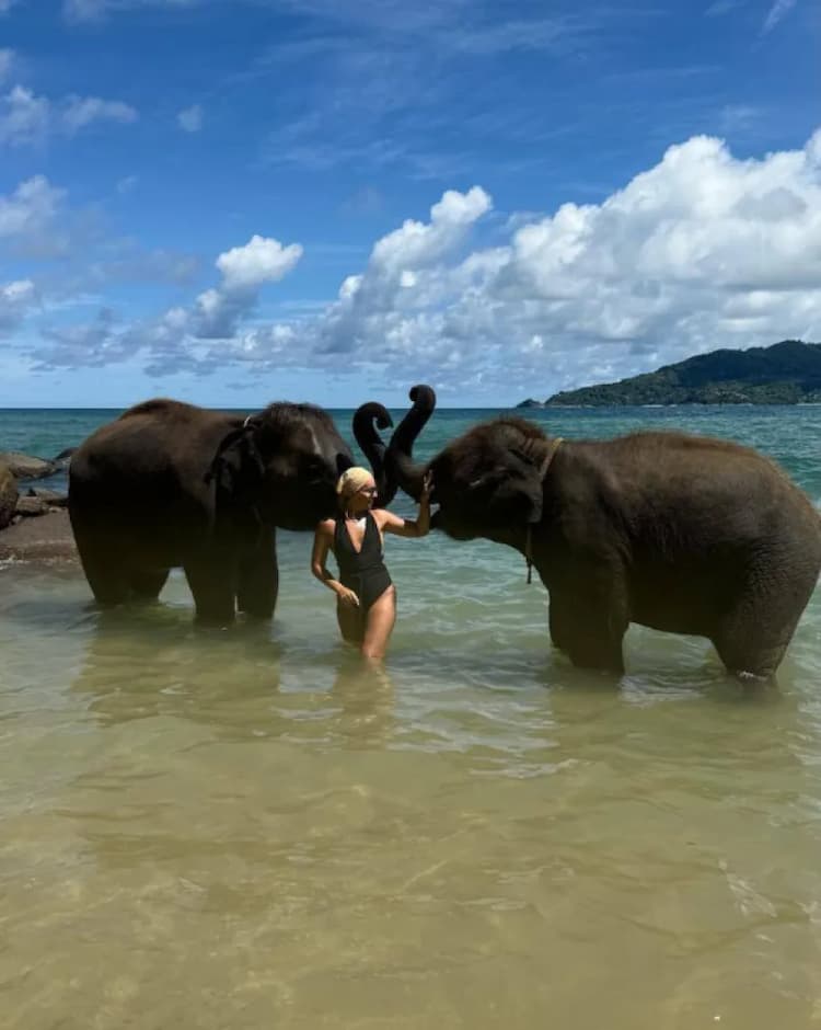 Познакомиться со слонами