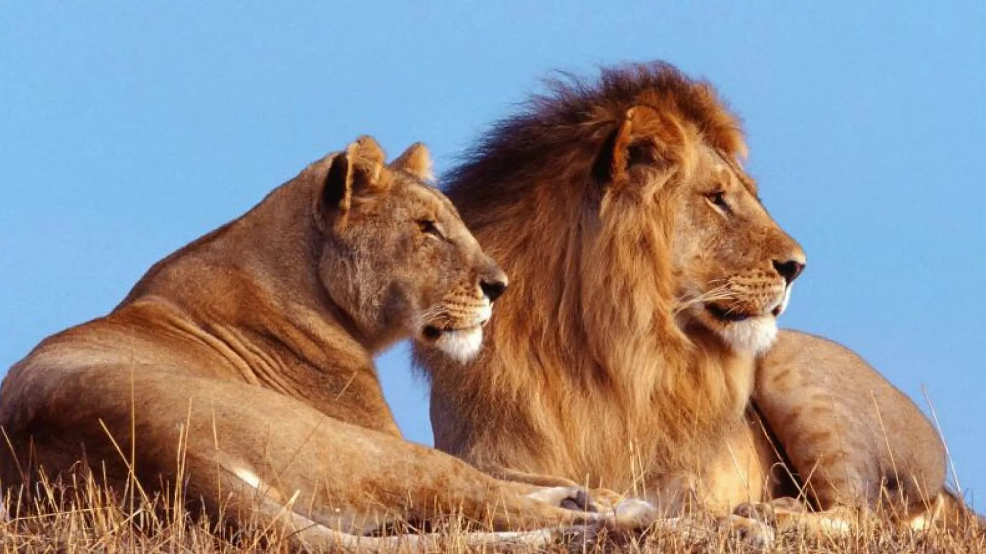 Экскурсия из Севастополя: Приключения в Сафари-Парке "Тайган"