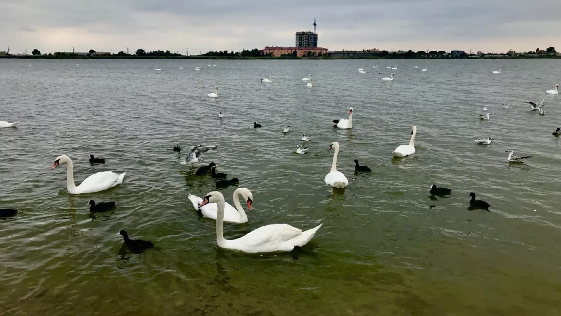 Экскурсия из Ялты "Евпатория – Малый Иерусалим и розовое озеро"