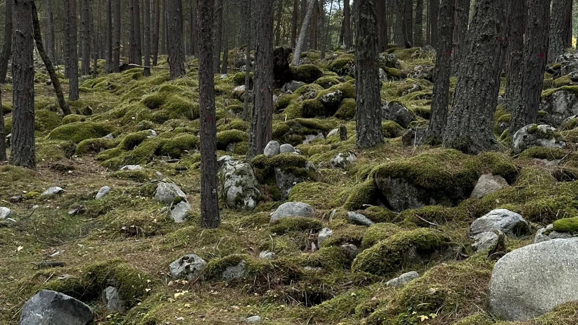 Изображение услуги5