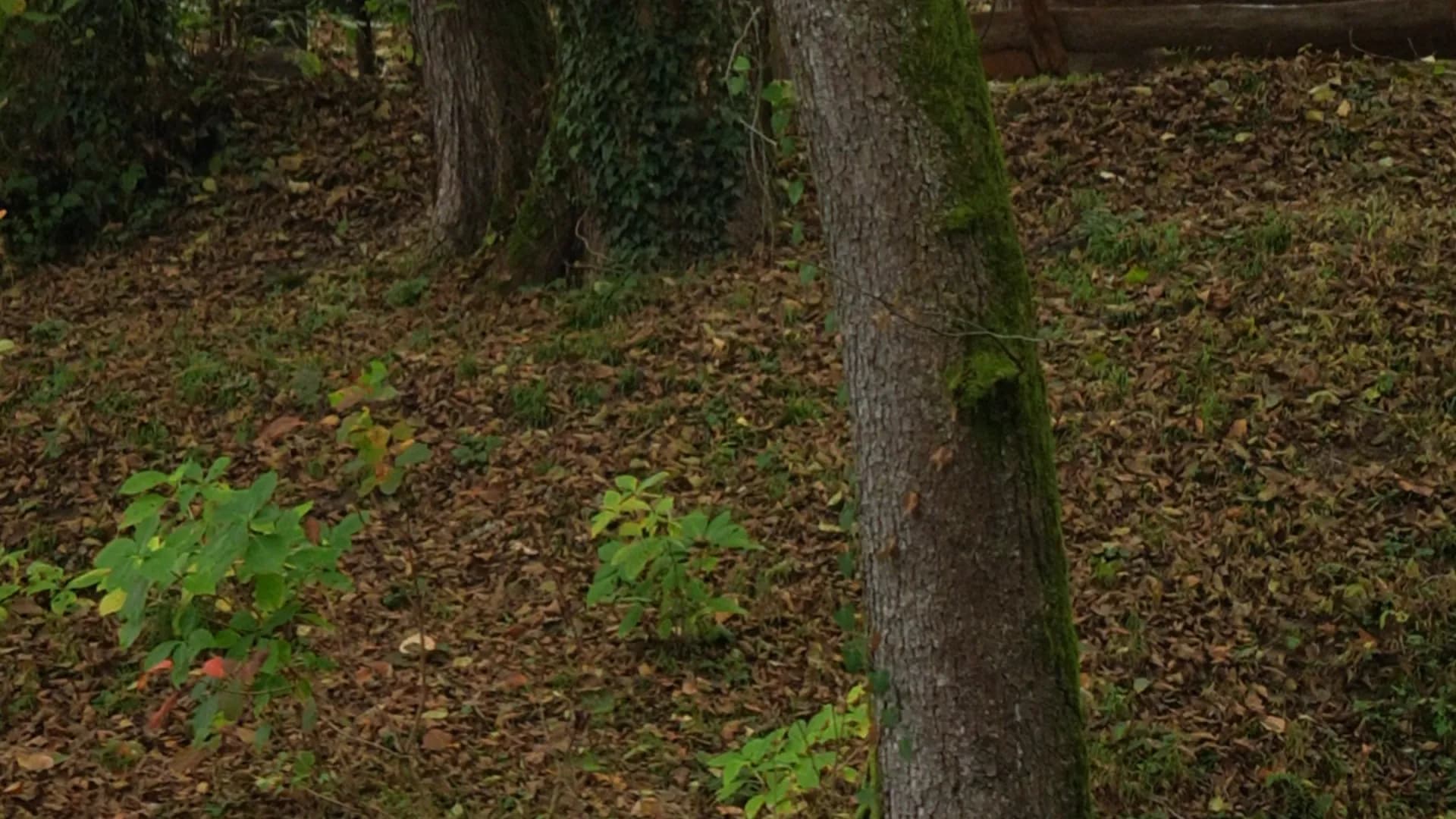 Изображение услуги1