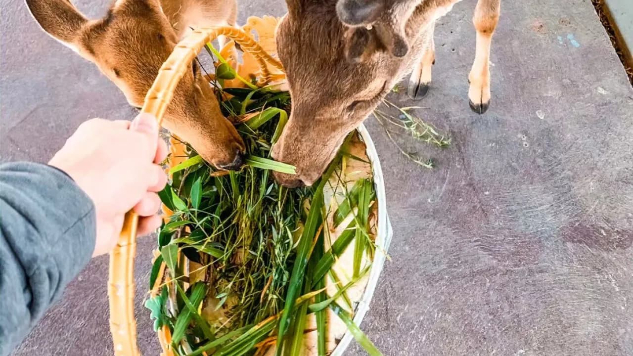 Изображение услуги10