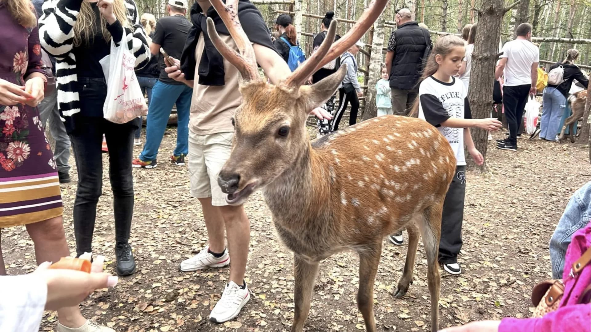 Экскурсия в Копорье и на Никола-ключ: в гости к пятнистым оленям