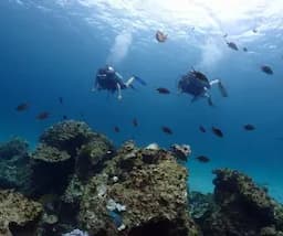 Дайвинг и снорклинг